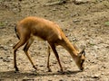 Indian Gazelle or Chinkara Eating Grass Royalty Free Stock Photo