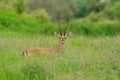 A beautiful Indian gazelle with pointed horns standing amidst green grass and flowers at Rajasthan India Royalty Free Stock Photo