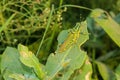 Beautiful indian grasshopper