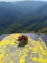 Beautiful Indian Ladybird Beetle sitting freely on a wall at Laitlum Canyon