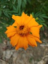 Beautiful Indian merigold orange flower Royalty Free Stock Photo