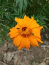 Beautiful Indian merigold orange flower Royalty Free Stock Photo