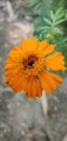 Beautiful Indian merigold orange flower Royalty Free Stock Photo