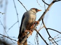A beautiful Indian mynah sitting on a plant branch dating his partner Royalty Free Stock Photo