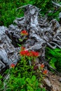 0000314 Beautiful Indian paint brush wildflower contrasts against a grey dead tree stump 5040 Royalty Free Stock Photo