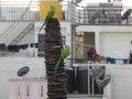 Beautiful indian pair or couple parrots sitting on the tree in the sky and city building background