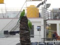 Beautiful indian pair or couple parrots sitting on the tree in the sky and city building background