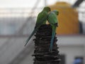 Beautiful indian pair or couple parrots sitting on the tree in the sky and city building background