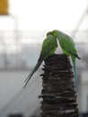 Beautiful indian pair or couple parrots sitting on the tree in the sky and city building background