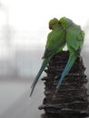 Beautiful indian pair or couple parrots sitting on the tree in the sky and city building background