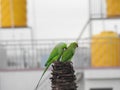 Beautiful indian pair parrots sitting on the tree in the sky and city building background