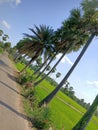 Beautiful indian palm tree road Royalty Free Stock Photo