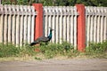 Beautiful Indian peacock bird roaming freely on the railway station platform at Mandapam,Tamil Nadu,India