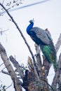 Beautiful indian peacock Royalty Free Stock Photo