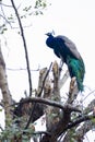 Beautiful indian peacock Royalty Free Stock Photo