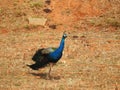 Beautiful Indian Peacock National bird of India eating food in a empty farm ground or field Royalty Free Stock Photo