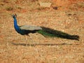 Beautiful Indian Peacock National bird of India eating food in a empty farm ground or field Royalty Free Stock Photo