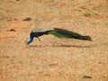 Beautiful Indian Peacock National bird of India eating food in a empty farm ground or field Royalty Free Stock Photo