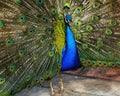 Beautiful indian peacock with peacock feathers in the peacock's tail Royalty Free Stock Photo
