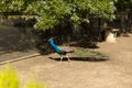 Beautiful indian peacock or peafowl bird with feathers out sits on a fence in a city park or a zoo Royalty Free Stock Photo