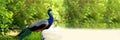 Beautiful indian peacock or peafowl bird with feathers out sits on a fence in a city park or a zoo in a nature reserve Royalty Free Stock Photo