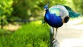 Beautiful indian peacock or peafowl bird with feathers out sits on a fence in a city park or a zoo in a nature reserve Royalty Free Stock Photo