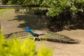 Beautiful indian peacock or peafowl bird with feathers out sits on a fence in a city park or a zoo in a nature reserve Royalty Free Stock Photo