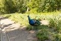 Beautiful indian peacock or peafowl bird with feathers out sits on a fence in a city park or a zoo Royalty Free Stock Photo