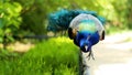 Beautiful indian peacock or peafowl bird with feathers out sits on a fence in a city park or a zoo in a nature reserve Royalty Free Stock Photo