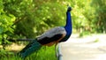 Closeup of colourful beautiful peacock bird with feathers out. Peacock close up portrait. Royalty Free Stock Photo