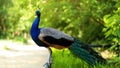 Beautiful indian peacock or peafowl bird with feathers out sits on a fence in a city park or a zoo in a nature reserve Royalty Free Stock Photo