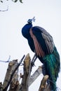 Beautiful indian peacock Royalty Free Stock Photo