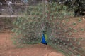 Beautiful indian peacock showing off its feathers Royalty Free Stock Photo