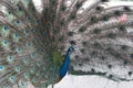 Beautiful Indian peacock spread tail-feathers Royalty Free Stock Photo