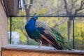 Beautiful Indian Peafowl male with hist folded wings over a roof Royalty Free Stock Photo