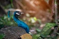 Beautiful Indian peafowl - Pavo cristatus - male peacock walking on the park. Vibrant colors. Beauty in nature. Colored bird. Royalty Free Stock Photo