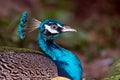 Beautiful Indian peafowl - Pavo cristatus - male peacock walking on the park. Vibrant colors. Beauty in nature. Colored bird. Royalty Free Stock Photo