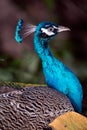 Beautiful Indian peafowl - Pavo cristatus - male peacock walking on the park. Vibrant colors. Beauty in nature. Coloured bird. Royalty Free Stock Photo