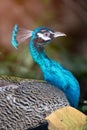 Beautiful Indian peafowl - Pavo cristatus - male peacock walking on the park. Vibrant colors. Beauty in nature. Colored bird. Royalty Free Stock Photo