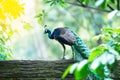 Beautiful Indian peafowl - Pavo cristatus. Royalty Free Stock Photo