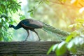 Beautiful Indian peafowl - Pavo cristatus. Royalty Free Stock Photo