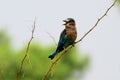 A beautiful Indian Roller (Coracias benghalensis) bird singing