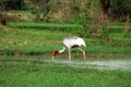 Indian sarus crane bird Royalty Free Stock Photo