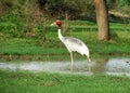 Indian sarus crane bird Royalty Free Stock Photo