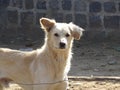 Beautiful indian Street dog Royalty Free Stock Photo