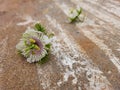 Beautiful Indian White and Pink color wild Passion Flower and fruit in a plant in a nature background Royalty Free Stock Photo