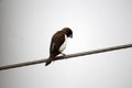 Beautiful Indian white rumped munia bird Royalty Free Stock Photo