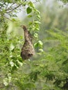 Beautiful Indian wild bird Baya Weaver nest in a nature background Royalty Free Stock Photo