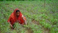 Beautiful Indian woman working in Sesamum farmland.Organic agriculture concept.