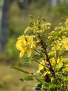 Beautiful Indian yellow color wild flower Caesalpinia flowering in a nature background Royalty Free Stock Photo
